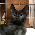 人懐っこい黒猫の女の子ハロちゃん