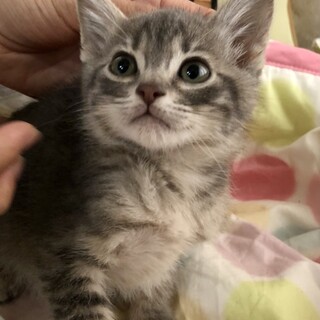 里親さま決まりました☆