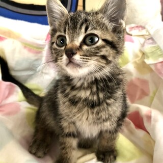 里親さま決まりました☆