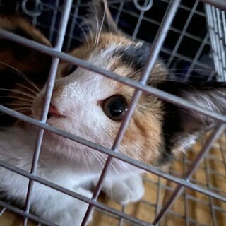 まだ生まれてまもない子猫です。