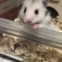 【急募！】生後1か月のハムスター