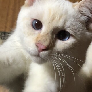 青い目のミズくん