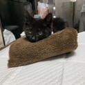 子猫が家の前で倒れていました。里親募集です。