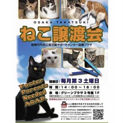 ねこの譲渡会@高槻市