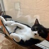 ★ジジ★白黒ハチワレ★大型★ちょっぴりビビリです！ サムネイル3