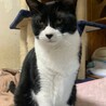 ★ジジ★白黒ハチワレ★大型★ちょっぴりビビリです！ サムネイル4