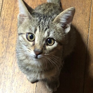 キジトラ　ラテくん