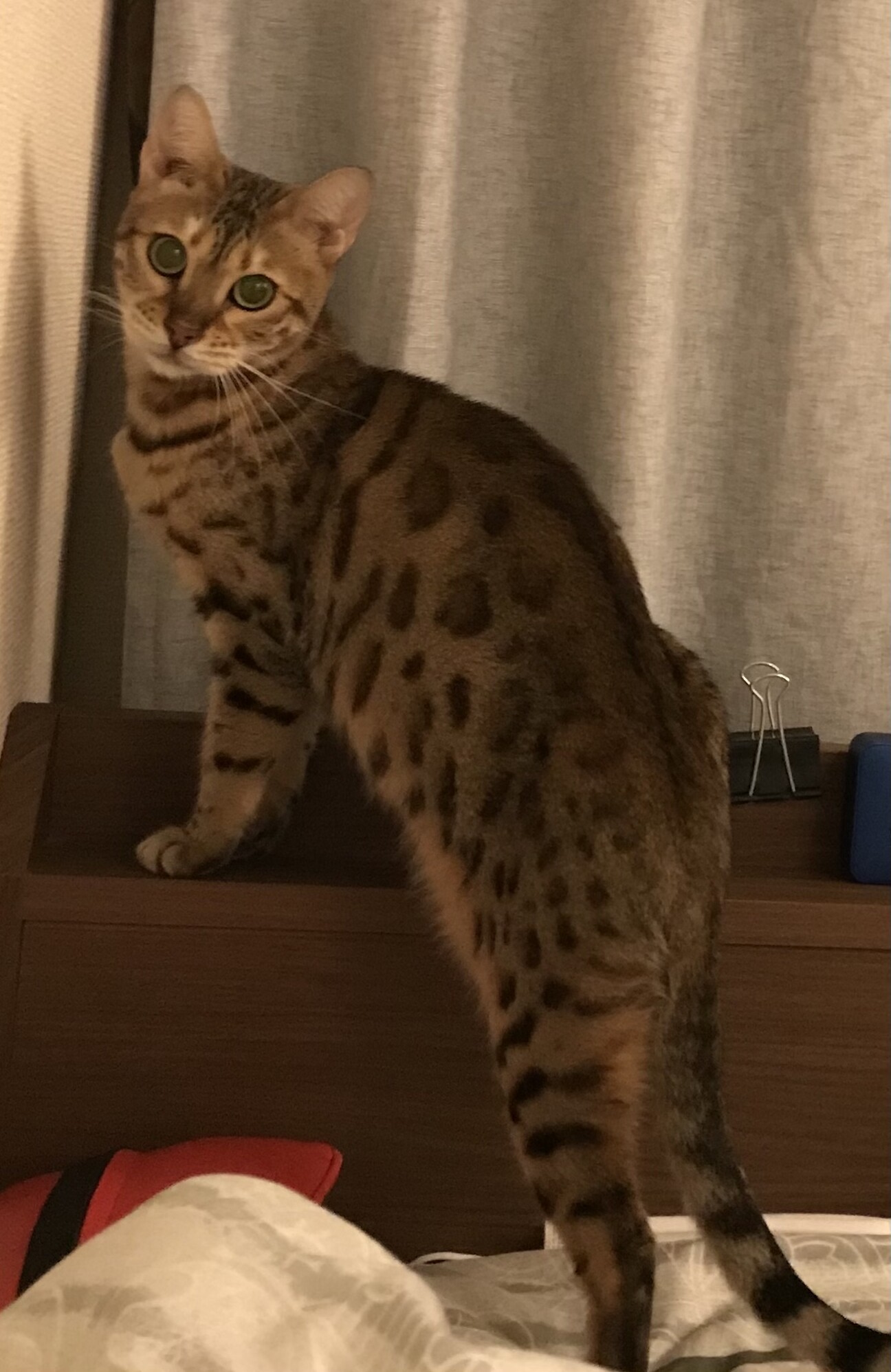 ベンガル２歳くらいメス 東京都 猫の里親募集 ペットのおうち 月間利用者150万人