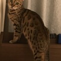 ベンガル２歳くらいメス