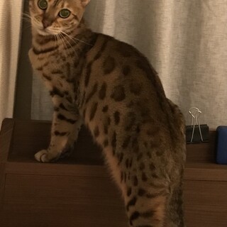 ベンガル２歳くらいメス