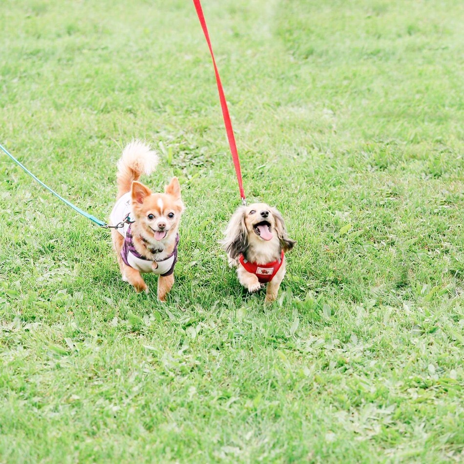 まめのカバー写真