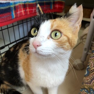元飼い猫甘えん坊のミケちゃん
