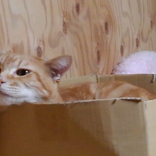 綺麗なレッドタビー柄