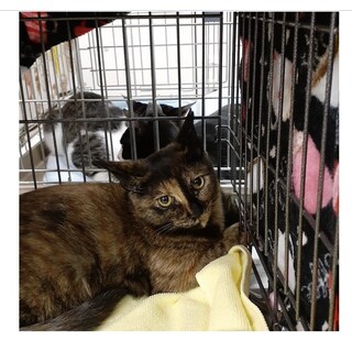 丸顔のオリオンちゃん♀