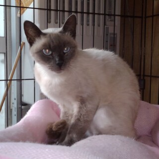 シャム系柄のおすましさん