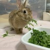 保護うさぎ メルモちゃん（かくれんぼーず） サムネイル4