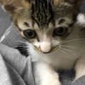 ☆里親募集☆背中に天使の羽ありシロキジ女の子