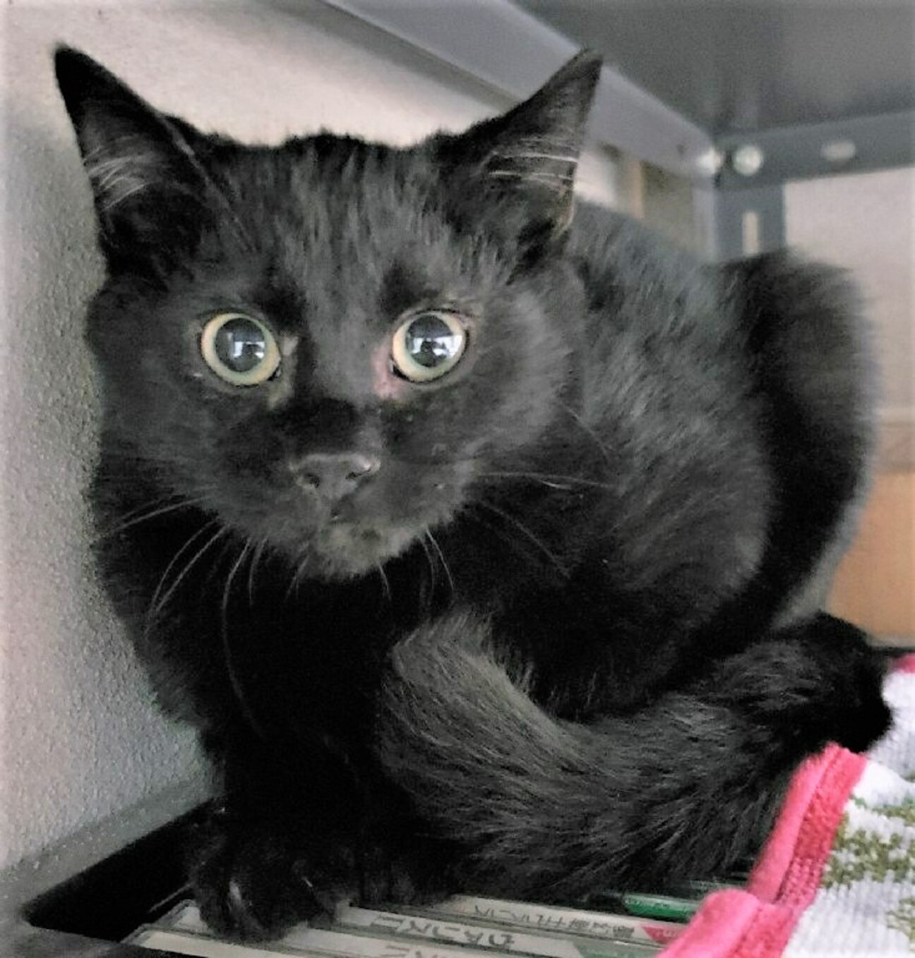 イケメン黒猫の さこんく 千葉県 猫の里親募集 ペットのおうち 月間利用者150万人 イケメン黒猫の さこんく 千葉県 猫の里親募集 ペットのおうち 月間利用者150万人