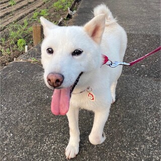 白いまつ毛が可愛い甘えんぼのユラちゃん