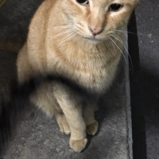 チャトラ男の子