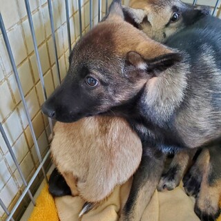 命の期限が迫った子犬の兄弟