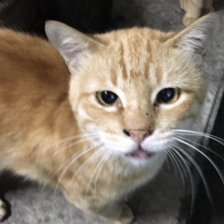 チャトラ男の子