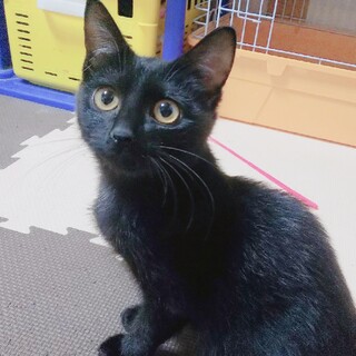 ３本足でも平気！可愛いつくしちゃん(*^^*)