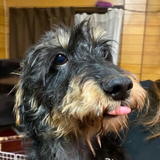 ワイヤーダックス を含む犬の里親募集情報 ペットのおうち 月間利用者150万人