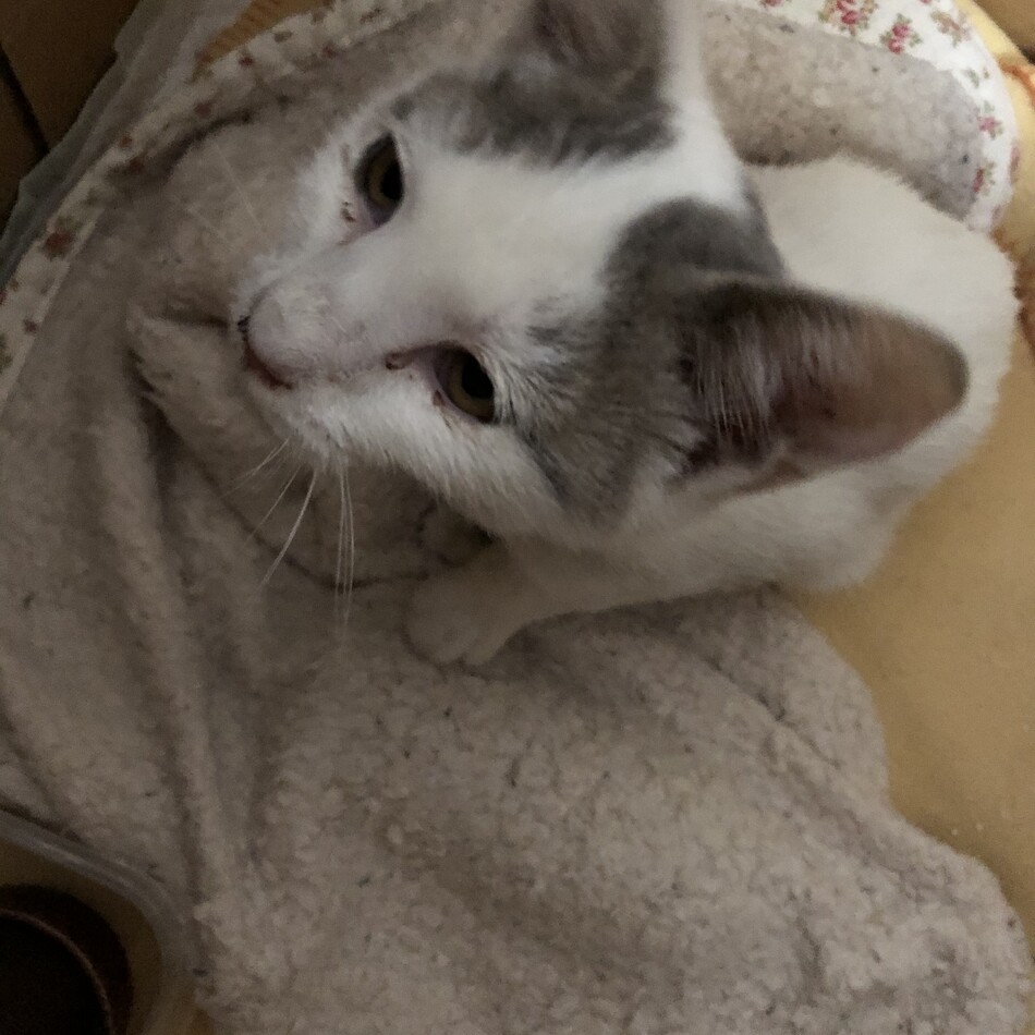 アネラのカバー写真