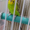 小鳥里親