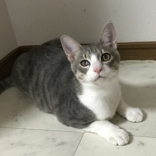 里親決定しました