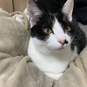 ゴロゴロすりすり｢ユキちゃん｣