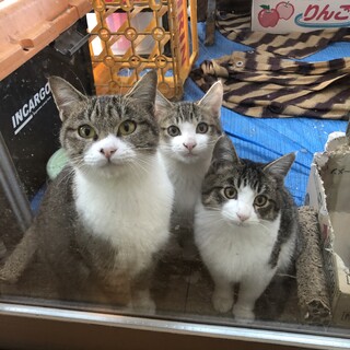 ウッドデッキの野良猫ちゃん