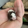 パンダマウス♂里親募集 サムネイル3