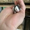 パンダマウス♂里親募集 サムネイル4
