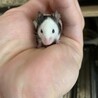 パンダマウス♂里親募集 サムネイル5