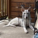 素敵な家族できました！バセンジーとボーダーMIX