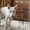 素敵な家族できました！バセンジーとボーダーMIX サムネイル2
