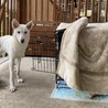素敵な家族できました！バセンジーとボーダーMIX サムネイル3