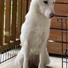素敵な家族できました！バセンジーとボーダーMIX サムネイル4