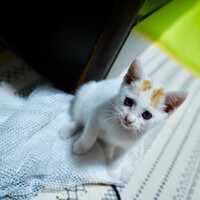 【急募】道路にいた子猫