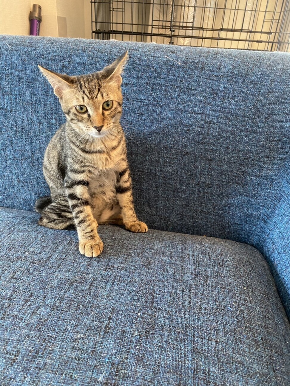  元気いっぱい☆フレンドリーなココくん サムネイル4