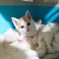 【急募】里親募集中