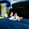 の写真