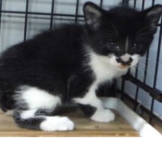 里親様を待っています。子猫♂197