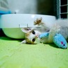 の写真