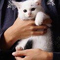 フワカワ兄妹ごまむぎ、ごま
