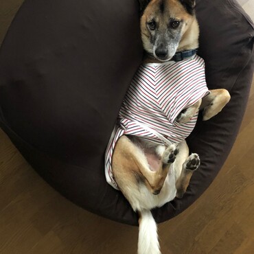 おはよう、Edワンコ！