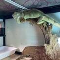 2歳半〜3歳の♀ のグリーンイグアナ
