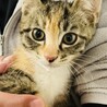 三毛猫2ヶ月　美猫です！ サムネイル4